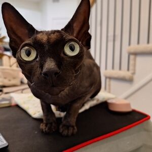 Meet your Posher, Cypress